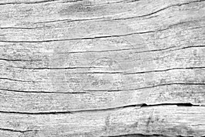 Texture of bark wood use as natural background, surface eroded b