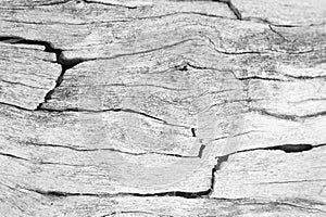 Texture of bark wood use as natural background, surface eroded b