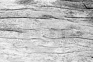 Texture of bark wood use as natural background, surface eroded b