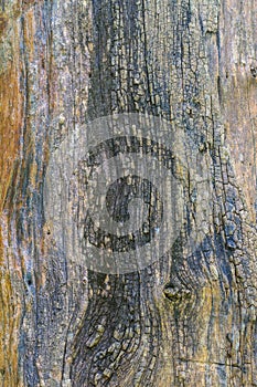 Texture of bark wood