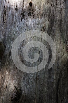 Texture of bark wood use as natural background. texture of spruce