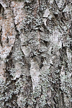 Texture of bark wood use as natural background. texture of spruce