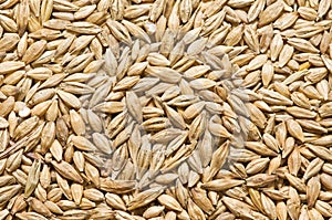 Texture Barley