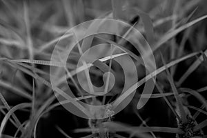 Texture Of Barrel Cactus Spines In Black And White