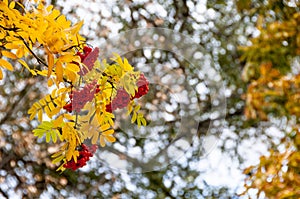 Texture, batskground. Autumn Laves of-Rowan tray.