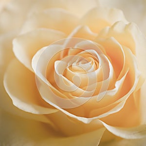The Texture of Beautiful Beige Rose Close Up. Vintage Style.
