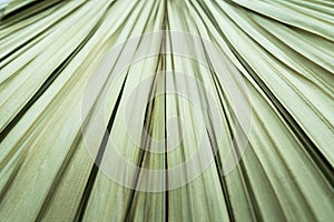 Texture of a beautiful dry palm leaf close up. Beautiful plant background.