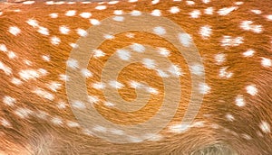 Texture beautiful skin of dear , nature animal body and fur patterns with brown and white color stripes for background