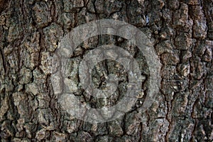 Texture of big tree bark