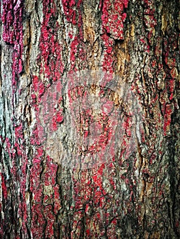 Texture Big tree bark painted red surface for background