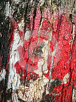 Texture Big tree bark painted red surface for background