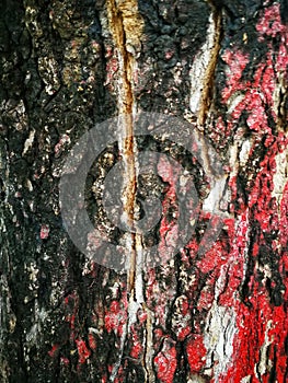 Texture Big tree bark painted red surface for background