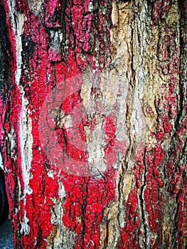Texture Big tree bark painted red surface for background