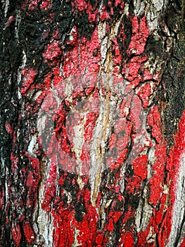 Texture Big tree bark painted red surface for background