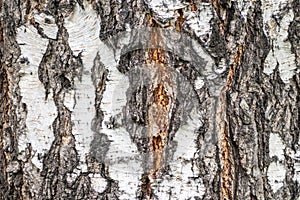 The texture of the birch bark