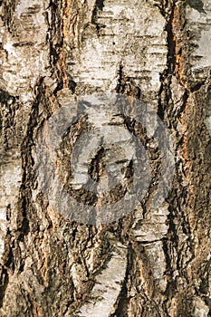 Texture - birch bark