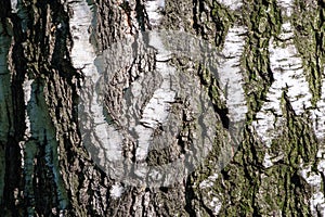 The texture of the birch bark