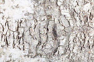 Texture of a birch bark, blurry around the edges