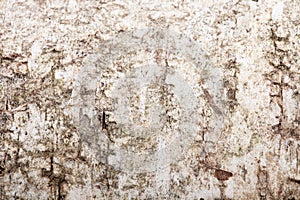 Texture of a birch bark, blurry around the edges