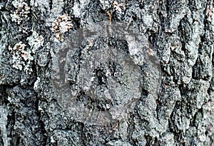 Texture - birch bark with elements of green moss