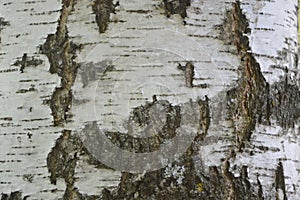 Texture of birch bark of a tree trunk close-up. Natural background