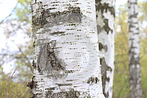 The texture of the birch tree trunk bark in birch grove closeup