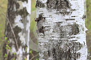 The texture of the birch tree trunk bark in birch grove closeup