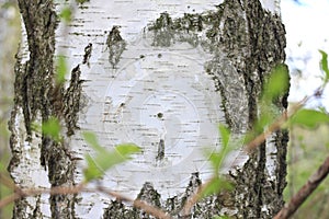 The texture of the birch tree trunk bark in birch grove closeup