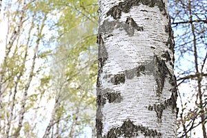 The texture of the birch tree trunk bark in birch grove closeup