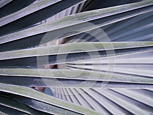 Texture of The Bismarck Palm