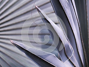 Texture of The Bismarck Palm