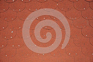 Texture of bituminous shingle roof surface. Repetition pattern of red semicircular tiles of bituminous shingles. Background.