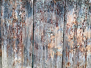 Texture of a black gray old wooden wall, a fence with pieces of old peeling, peeling paint from vertical old rambling boards of di