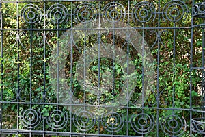 Texture of black iron rods fence overgrown with green plants