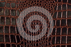 Texture black and red snake leather