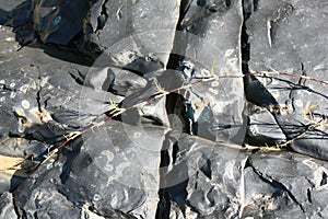 The texture of black volcanic rock and schelushenia plant in Zimbabwe