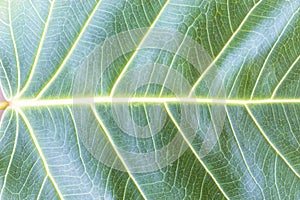 Texture Bodhi or Sacred fig leaf