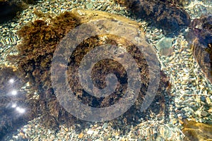 The texture of the bottom. Under the clear water, you can see algae on a large stone, many small stones. Sea ripples