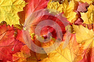 Texture of bright colors of autumn maple leaves