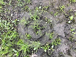 Texture of bright fresh green grass and plants against a background of black damp earth