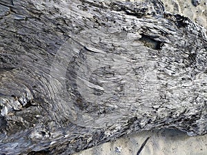 Texture of a broken log in the sand. Textura de un tronco roto en la arena photo