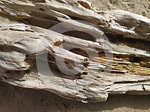 Texture of a broken log in the sand. Textura de un tronco roto en la arena photo