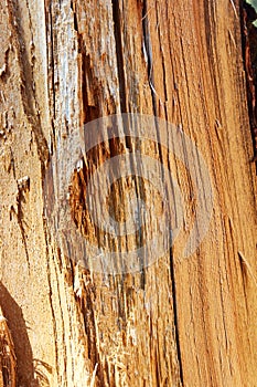 texture of a broken splintered tree trunk