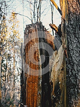 Texture of broken wood in an old tree trunk with bark on sunlit susnset light forest background