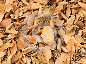 Texture of brown autumn dry leaves falling on floor for background