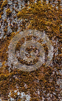 Texture of the brown bark of a tree with green moss and lichen on it.