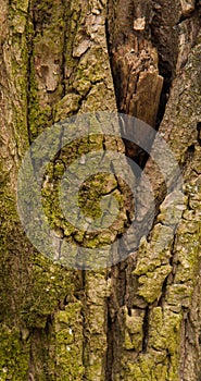 Texture of the brown bark of a tree with green moss and lichen on it.