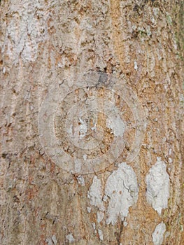 Texture of the brown bark of a tree with green moss and lichen on it