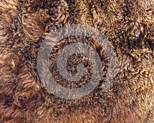 Texture of brown bear fur.