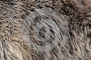 Texture of brown bear fur